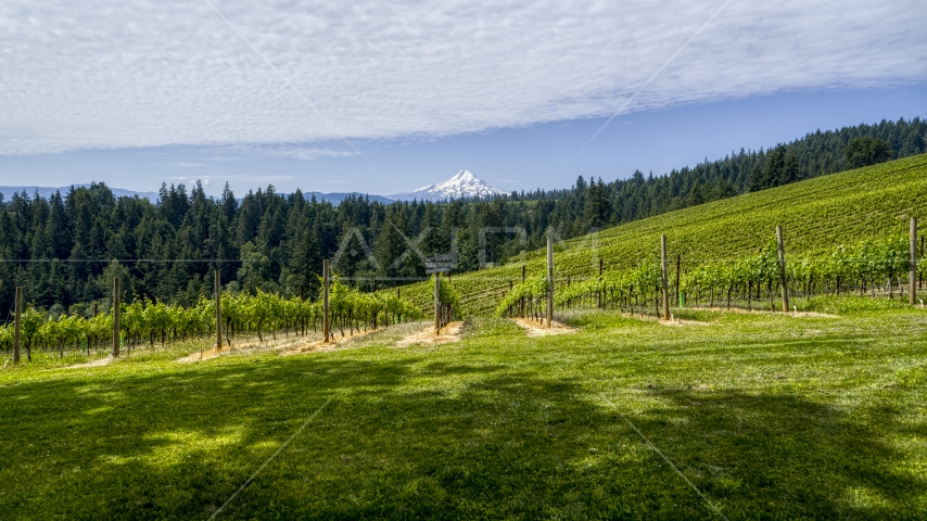 Neat rows of vines at the Phelps Creek Vineyards, Hood River, Oregon Aerial Stock Photo DXP001_016_0013 | Axiom Images