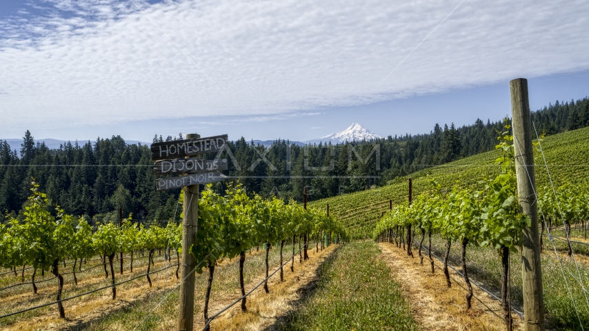 A sign by rows of grapevines with a view of Mt Hood, Hood River, Oregon Aerial Stock Photo DXP001_017_0001 | Axiom Images