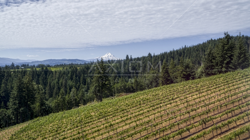A vineyard on a hillside with view of Mt Hood, Hood River, Oregon Aerial Stock Photo DXP001_017_0002 | Axiom Images