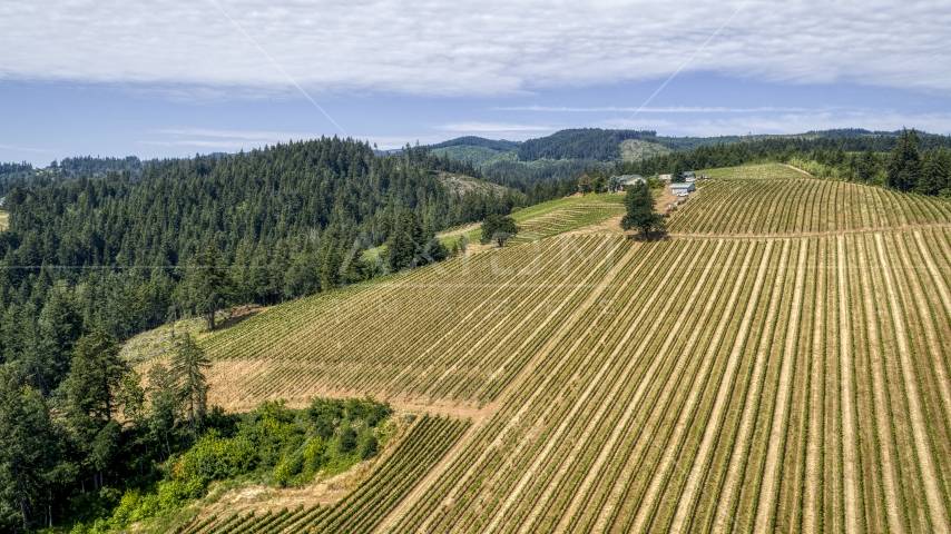 Vineyards at Phelps Creek Vineyards, Hood River, Oregon Aerial Stock Photo DXP001_017_0004 | Axiom Images