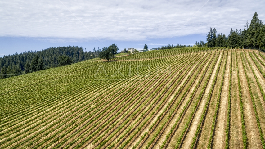 Grapevines with winery in the distance, Hood River, Oregon Aerial Stock Photo DXP001_017_0005 | Axiom Images