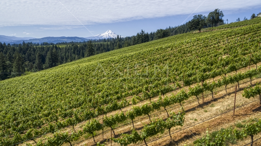 A hillside with rows of grapevines and a view of Mt Hood, Hood River, Oregon Aerial Stock Photo DXP001_017_0006 | Axiom Images