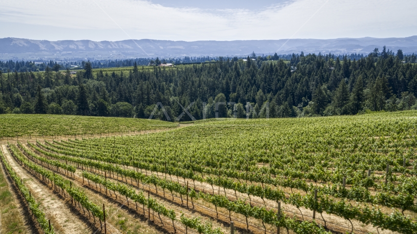 Neat rows of grapevines on a hillside in Hood River, Oregon Aerial Stock Photo DXP001_017_0007 | Axiom Images
