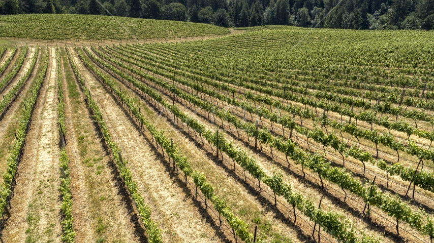 Long rows of grapevines on a hillside in Hood River, Oregon Aerial Stock Photo DXP001_017_0008 | Axiom Images