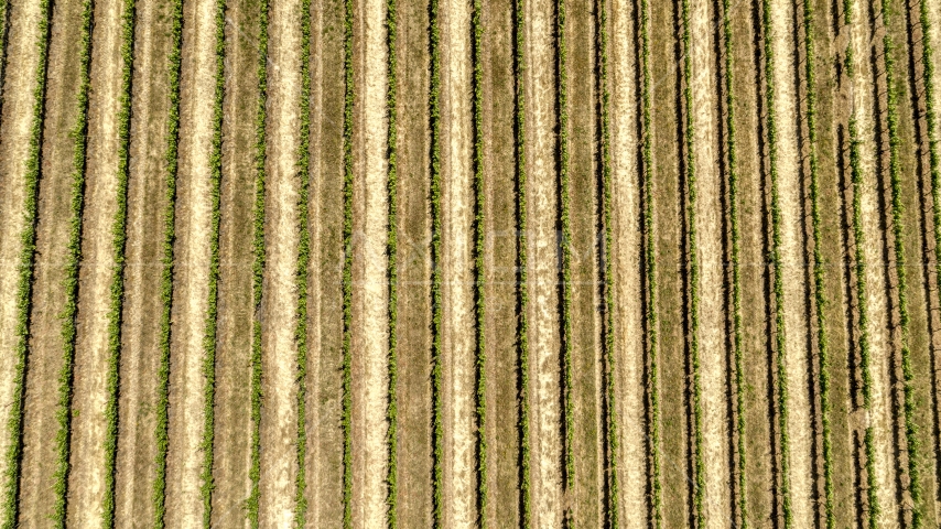 A bird's eye view of grapevines, Hood River, Oregon Aerial Stock Photo DXP001_017_0009 | Axiom Images
