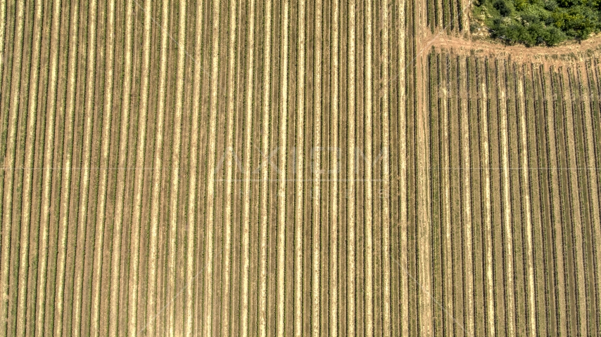 A bird's eye view of long rows of grapevines in Hood River, Oregon Aerial Stock Photo DXP001_017_0010 | Axiom Images