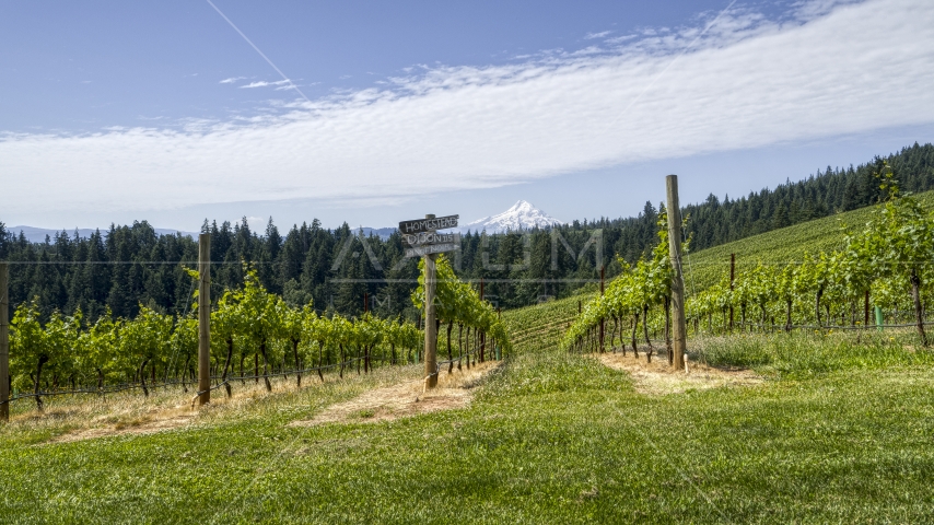 Rows of grapevines and a sign with a view of Mt Hood, Hood River, Oregon Aerial Stock Photo DXP001_017_0011 | Axiom Images