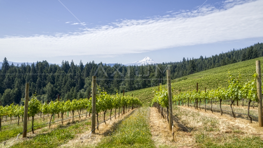 Fields of grapevines with a view of Mt Hood, Hood River, Oregon Aerial Stock Photo DXP001_017_0012 | Axiom Images
