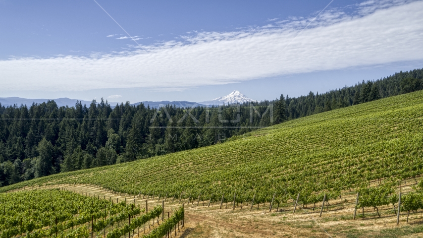 Grapevines at Phelps Creek Vineyards and snowy Mount Hood in Hood River, Oregon Aerial Stock Photo DXP001_017_0013 | Axiom Images