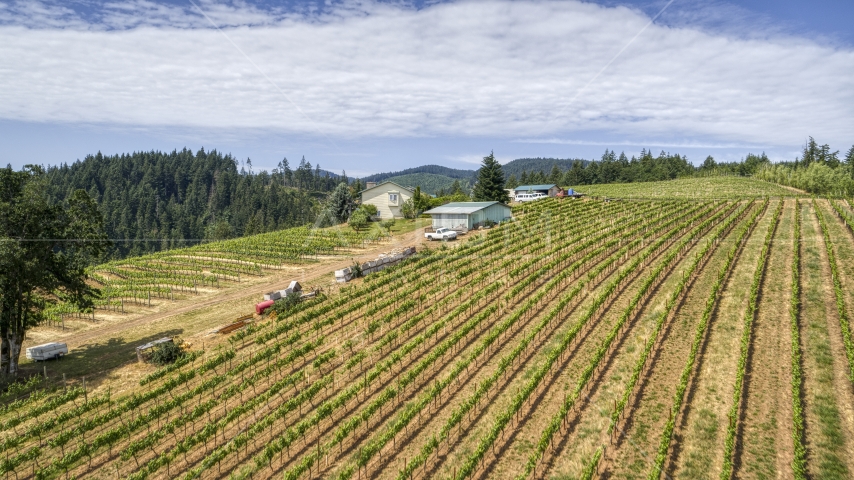 Neat rows of grapevines at a hillside vineyard in Hood River, Oregon Aerial Stock Photo DXP001_017_0014 | Axiom Images