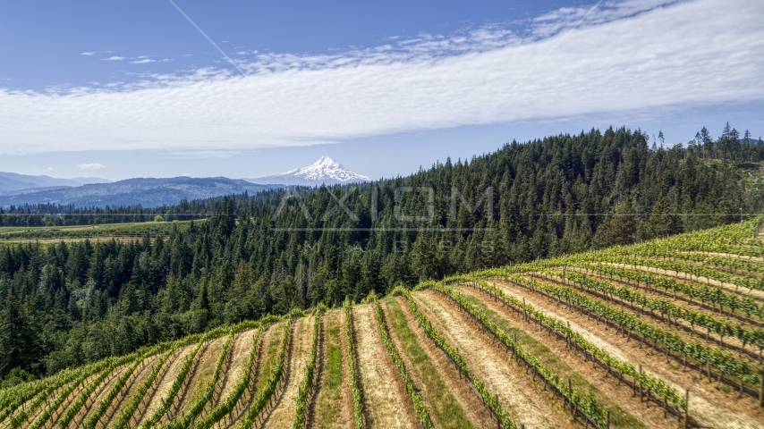 Mount Hood seen from hillside Phelps Creek Vineyards in Hood River, Oregon Aerial Stock Photo DXP001_017_0015 | Axiom Images