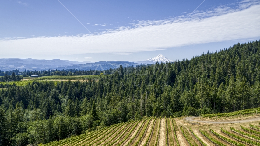 Rows of grapevines near forest and Mt Hood in the background, Hood River, Oregon Aerial Stock Photo DXP001_017_0016 | Axiom Images