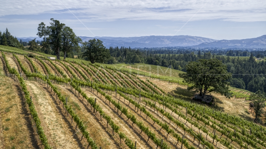 Hills loaded with rows of grapevines in Hood River, Oregon Aerial Stock Photo DXP001_017_0017 | Axiom Images