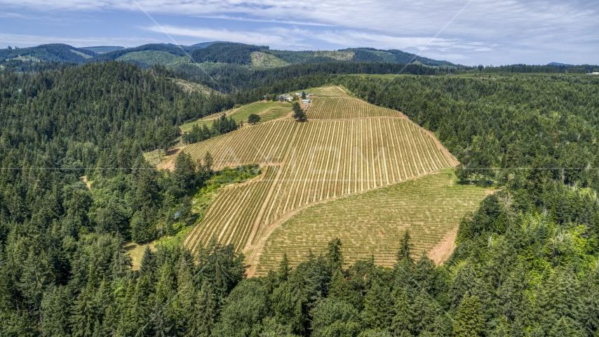Vineyard covering the hillside at Phelps Creek Vineyards, Hood River, Oregon Aerial Stock Photo DXP001_017_0018 | Axiom Images