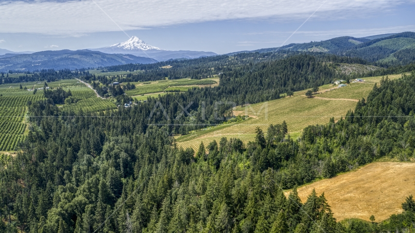 The Phelps Creek Vineyards with Mount Hood in the background, Hood River, Oregon Aerial Stock Photo DXP001_017_0020 | Axiom Images