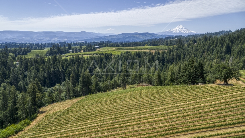 Grapevines and evergreen trees at Phelps Creek Vineyards with a view of Mount Hood, Hood River, Oregon Aerial Stock Photo DXP001_017_0021 | Axiom Images