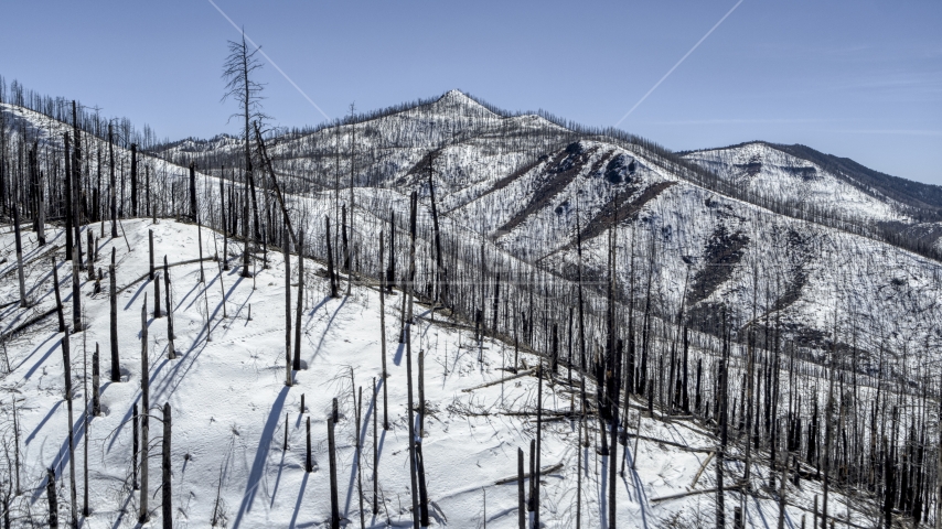 Dead trees atop a snowy mountain slope in New Mexico Aerial Stock Photo DXP002_134_0012 | Axiom Images