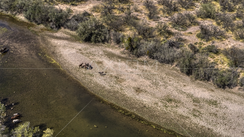 A group of horses on the rocky bank of a shallow desert river Aerial Stock Photo DXP002_141_0004 | Axiom Images