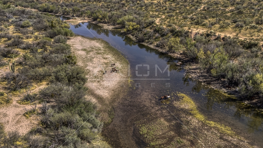 Horses at a shallow river in the desert Aerial Stock Photo DXP002_141_0006 | Axiom Images
