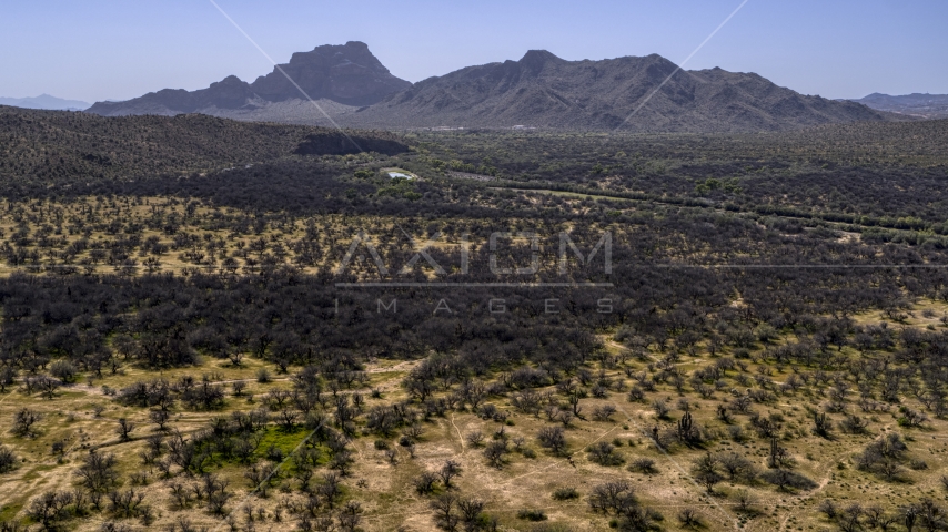 A view of cactus and desert plants, arid mountains in the distance Aerial Stock Photo DXP002_141_0009 | Axiom Images