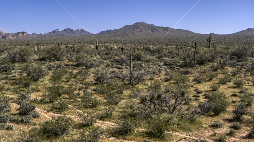 Desert vegetation and cactus plants Aerial Stock Photo DXP002_141_0010 | Axiom Images