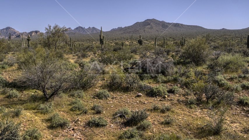 A view of tall cactus plants and desert vegetation Aerial Stock Photo DXP002_141_0012 | Axiom Images