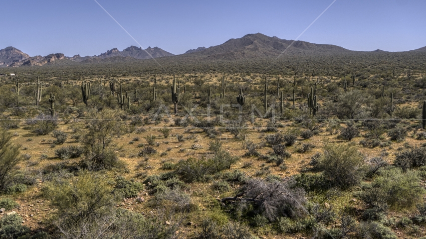 Numerous cactus plants surrounded by desert vegetation Aerial Stock Photo DXP002_141_0013 | Axiom Images