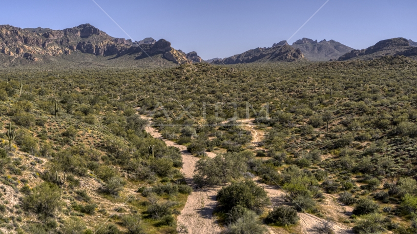 Green desert plants and cactus, mountains in the background Aerial Stock Photo DXP002_141_0019 | Axiom Images