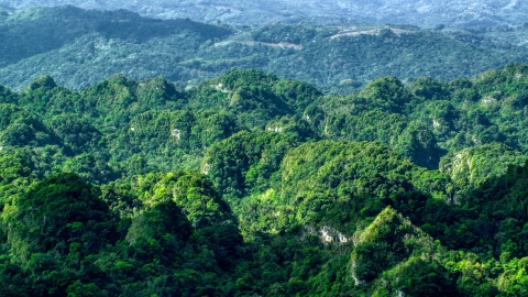 AX101_064.0000132F - Aerial stock photo of Lush green jungle in the Karst Forest, Puerto Rico