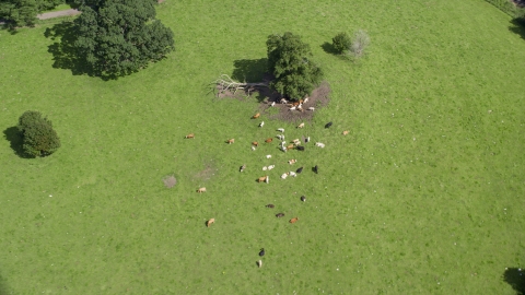 AX109_088.0000067F - Aerial stock photo of Cattle on a farm in Doune, Scotland