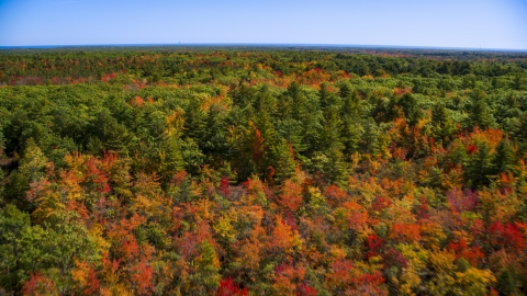 AX147_287.0000088 - Aerial stock photo of A forest with colorful fall leaves on the trees in autumn, Biddeford, Maine