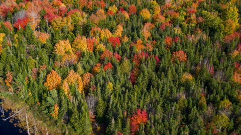 AX148_048.0000042 - Aerial stock photo of Colorful autumn forest in Cushing, Maine