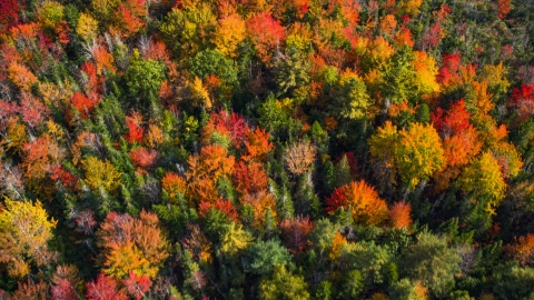 AX148_051.0000000 - Aerial stock photo of A colorful forest in autumn, Cushing, Maine