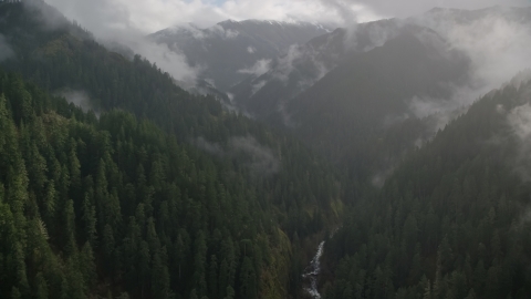 AX154_048.0000349F - Aerial stock photo of A misty canyon, evergreen forest, and Eagle Creek Trail, Cascade Range, Hood River County, Oregon