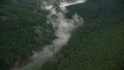 AX154_053.0000311F - Aerial stock photo of Bird's eye view of mist over a creek, and evergreen forest in the Cascade Range, Hood River County, Oregon