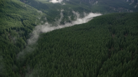 AX154_055.0000000F - Aerial stock photo of Evergreen forest and clouds of mist in the Cascade Range, Hood River County, Oregon