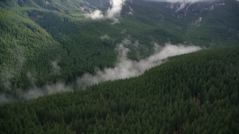 AX154_055.0000298F - Aerial stock photo of An evergreen forest with clouds of mist in the Cascade Range, Hood River County, Oregon
