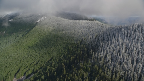 AX154_059.0000074F - Aerial stock photo of Snow line on evergreen trees atop a mountain ridge, Cascade Range, Hood River County, Oregon