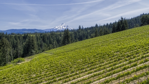 DXP001_009_0004 - Aerial stock photo of Mount Hood in the distance, seen from hillside Phelps Creek Vineyards in Hood River, Oregon