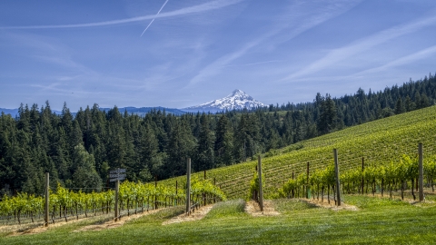 DXP001_009_0007 - Aerial stock photo of Rows of grapevines with a view of Mount Hood, Hood River, Oregon