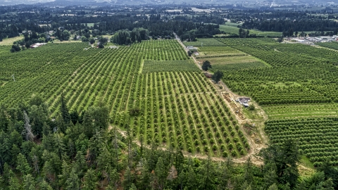 DXP001_015_0007 - Aerial stock photo of Rows of trees at an orchard in Hood River, Oregon