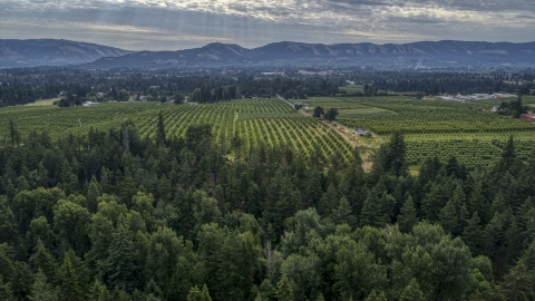 DXP001_015_0008 - Aerial stock photo of An orchard beyond evergreen trees in Hood River, Oregon