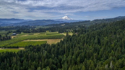 DXP001_015_0012 - Aerial stock photo of Mt Hood seen from orchards and evergreen forest in Hood River, Oregon