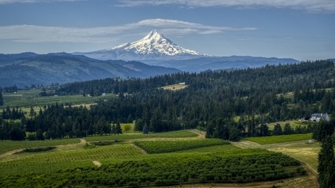 DXP001_015_0014 - Aerial stock photo of Orchards and evergreen trees with Mt Hood in the distance in Hood River, Oregon