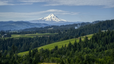 DXP001_015_0016 - Aerial stock photo of Orchards, evergreen trees, and snowy Mt Hood in the distance in Hood River, Oregon