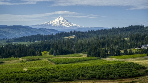 DXP001_015_0017 - Aerial stock photo of Orchard trees, evergreens, and snowy Mt Hood in the distance in Hood River, Oregon