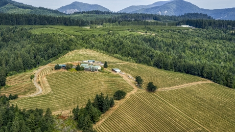 DXP001_016_0005 - Aerial stock photo of A hilltop covered with grapevine rows around buildings at Phelps Creek Vineyards in Hood River, Oregon