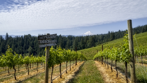 DXP001_017_0001 - Aerial stock photo of A sign by rows of grapevines with a view of Mt Hood, Hood River, Oregon