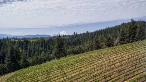 DXP001_017_0002 - Aerial stock photo of A vineyard on a hillside with view of Mt Hood, Hood River, Oregon