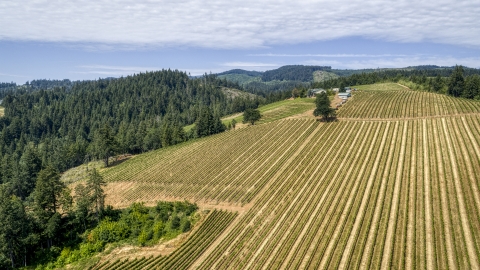 DXP001_017_0004 - Aerial stock photo of Vineyards at Phelps Creek Vineyards, Hood River, Oregon